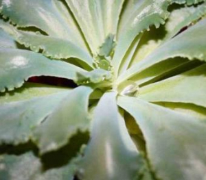 Hens and Chicks houseplant.