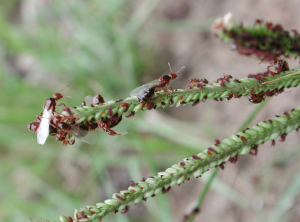 Fire ants on a leaf