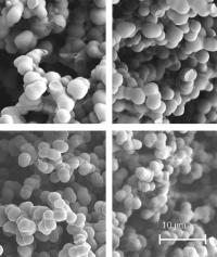 Superhydrophobic foams of different sizes