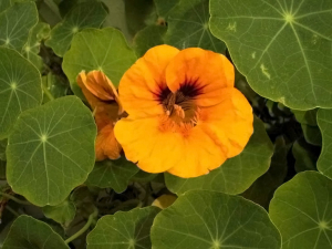 Nasturtium flower and leaves.