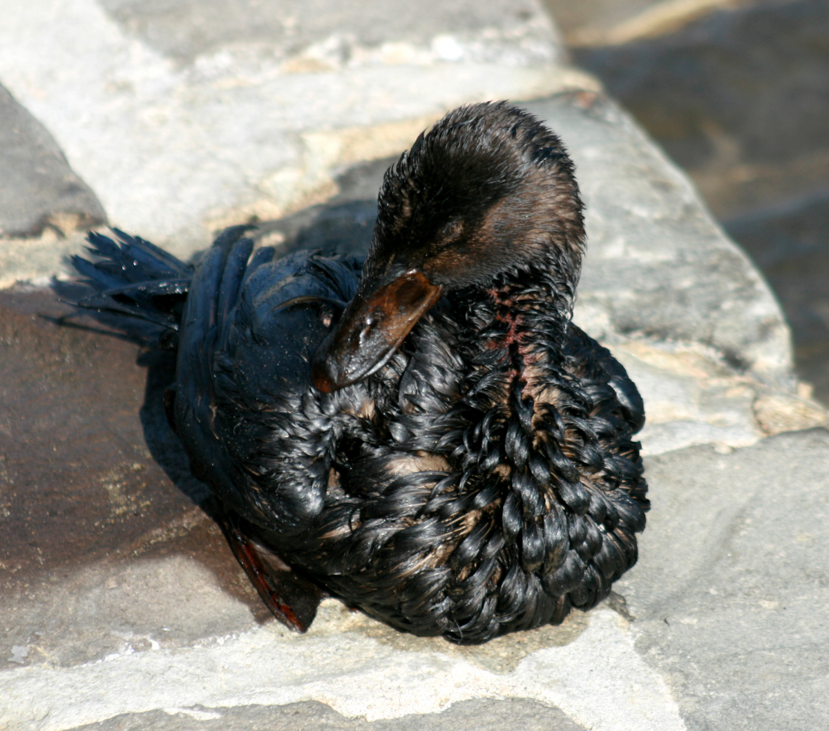 Oiled bird