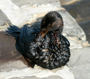 Oiled bird