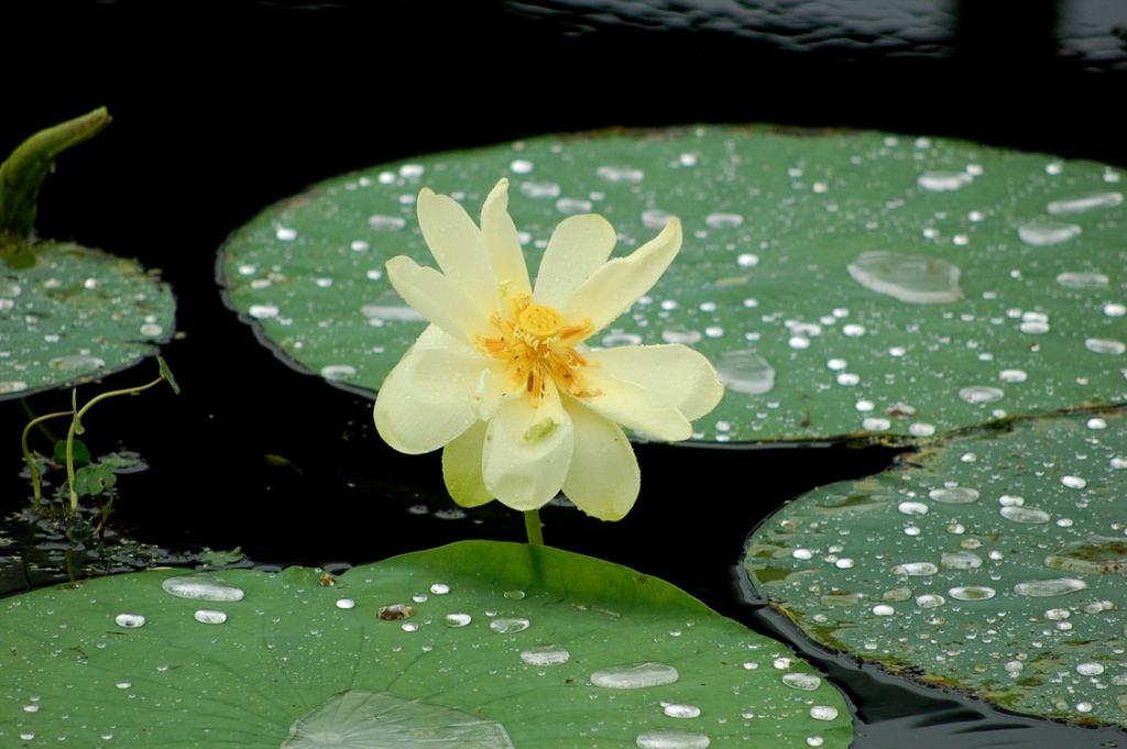 Lotus leaves and flower with water drops