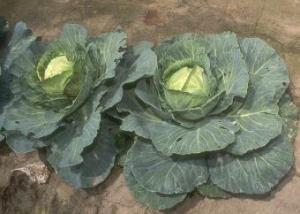 Cabbages