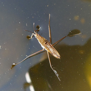 Macro photograph of a common pond skater resting on water surface