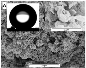 Electron micrographs of Lecanora conizaeoides.