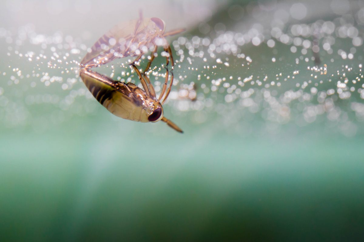 Water Boatman, courtesy Flickr user Sam Dredge, CC BY-NC-ND