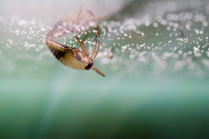 Water Boatman, courtesy Flickr user Sam Dredge, CC BY-NC-ND