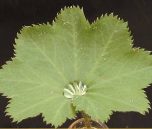 Water drop at centre of Lady's Mantle leaf