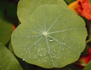 Nasturtium leaf with water drops