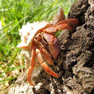 A hermit crab on a tree