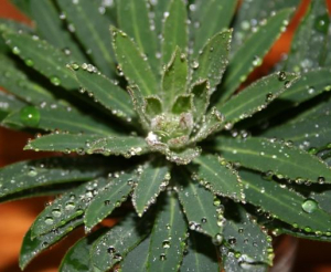 Euphorbia, showing balling of bater droplets.