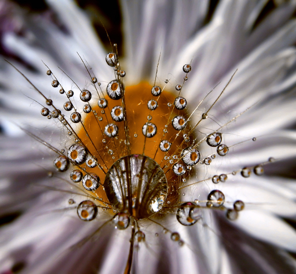 water drops on a dandelion