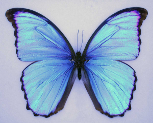 A blue butterfly, Morpho Menelaus