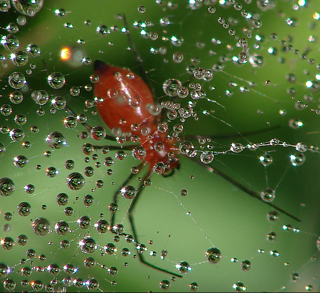 Spider and water bubbles