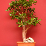 Crassula bonsai
