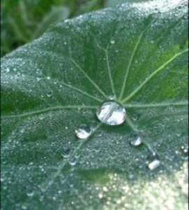 Water drop on a nasturtium leaf