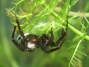 Water Spider.