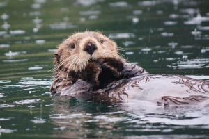 Sea Otter in Little Tutka Bay, Alaska