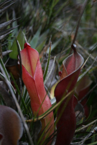 Pitcher plant Heliamphora nutans 