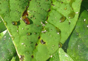 Honeydew on leaves