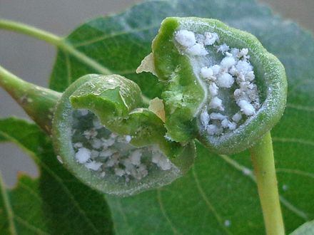 Gall of Pemphigus spyrothecae aphids