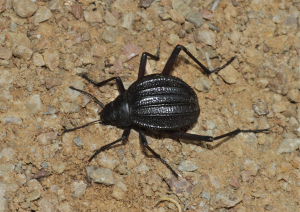 Desert beetle Stenocara sp