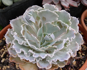 Echeveria shaviana