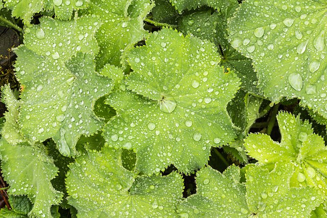 Water drops on Lady's mantle