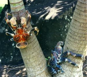 Coconut crabs on a tree