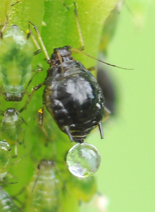 Galling aphid with honeydew drop
