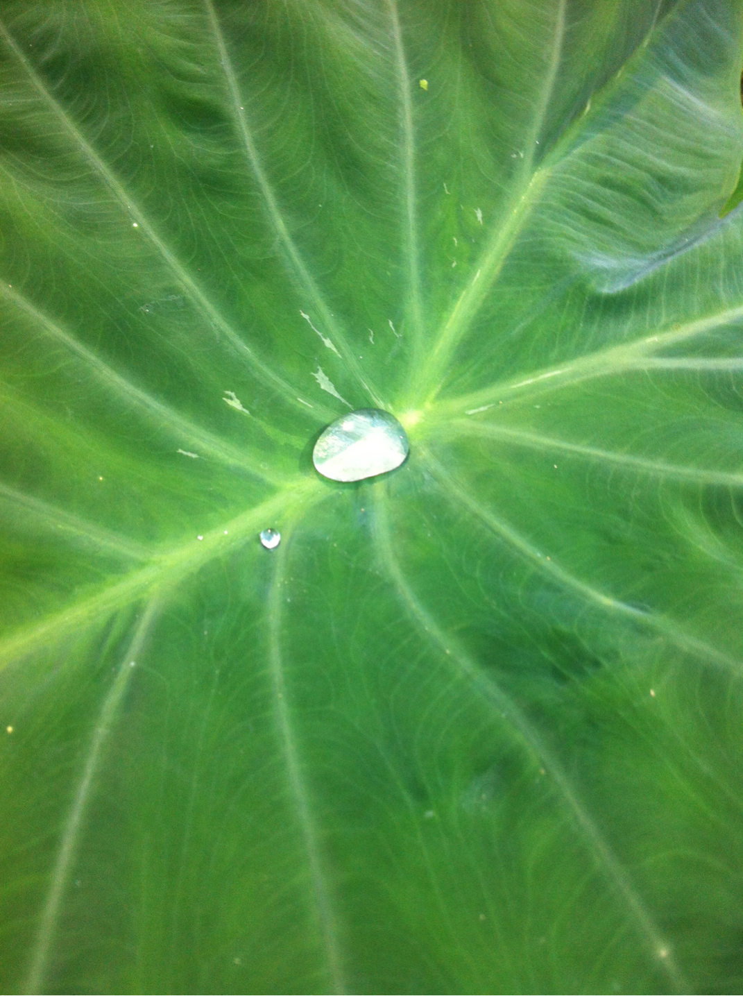 A drop of dew on a palm leaf