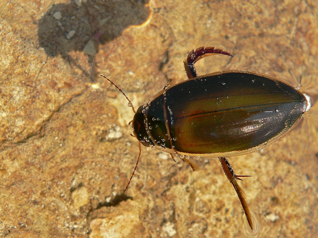 Great diving beetle