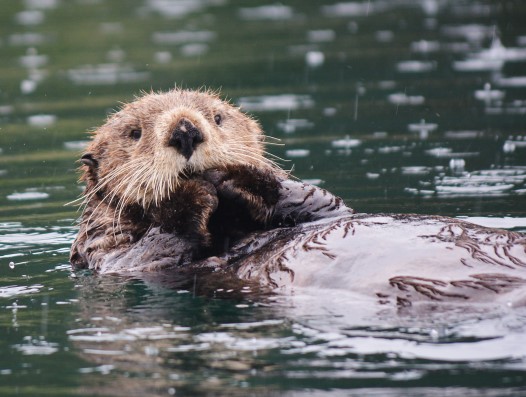 Sea otter