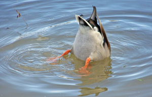 Diving duck