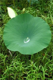 Lotus leaf with water droplet at centre