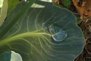 Water drop in a cauliflower leaf