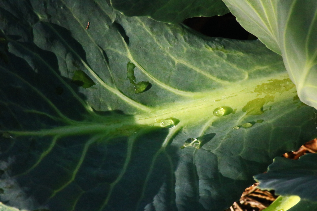 Water drops on an outer cabbage leaf