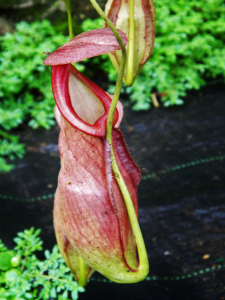 Nepenthes pitcher plant