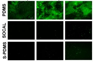 Growth of the bacterium S. epidermidis at 2 hours, 2 days and 7 days on three different surfaces.